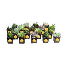 Co.asgp2.13.ast18gp Costa Farms Succulents Live Succulent Plants 18-pack Assorted Gr... Fast Ship
