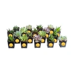 Costa Farms Succulents, Live Plants (18-PACK) Assorted Grower's Cho.... Price: $68.84.