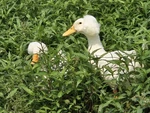 6 White Crested Duck Hatching Eggs New. Price: $19.99.