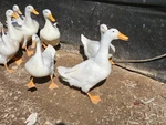12 Jumbo Pekin Hatching Duck Eggs New. Price: $19.99.